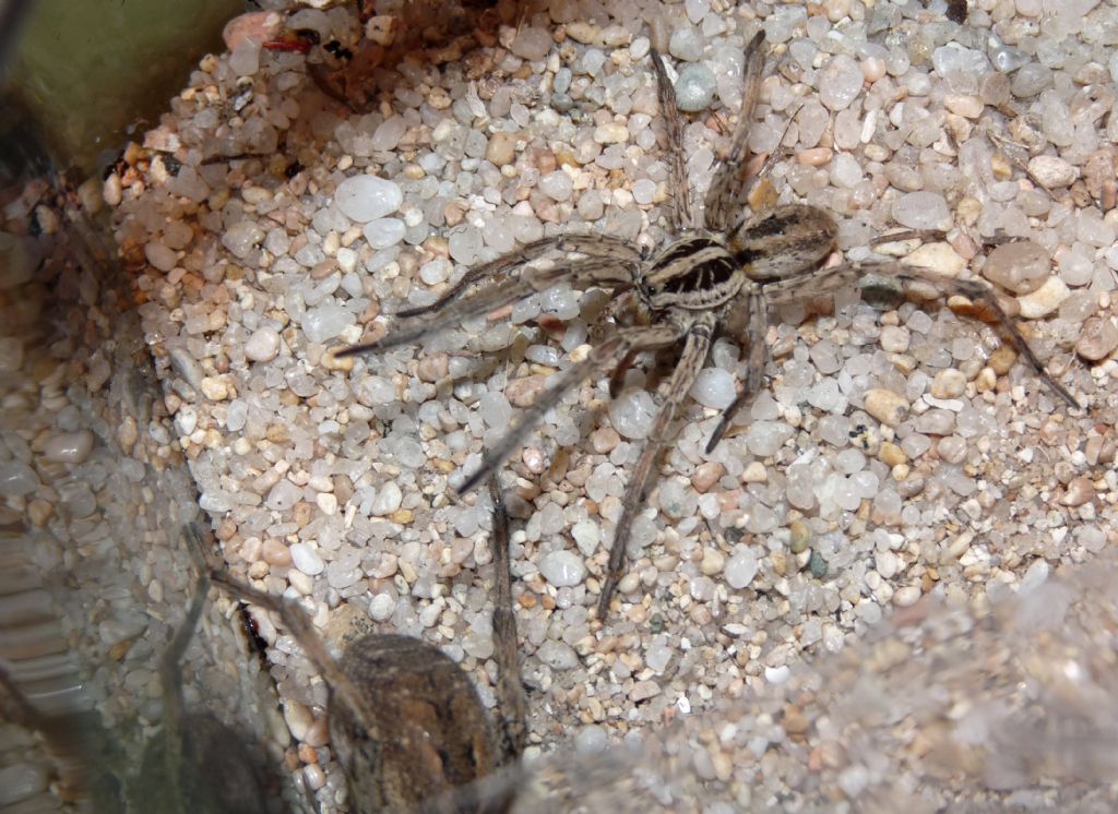 Tegenaria sp.? S, Tegenaria parietina, maschio  -  Viadana (MN)